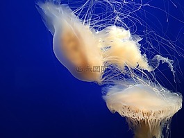 海蜇,蒙特利灣水族館,藍色