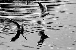 海鷗,鳥,水
