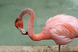 火烈鳥,鳥,熱帶