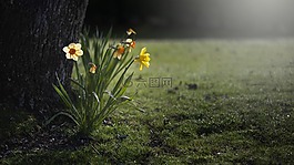 水仙,自然,花