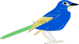 鳥,動物,藍(lán)色