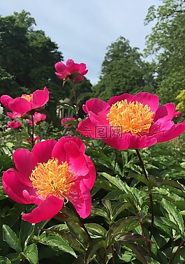 牡丹,植物園,粉紅色