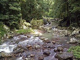 河,雨林,流動(dòng)