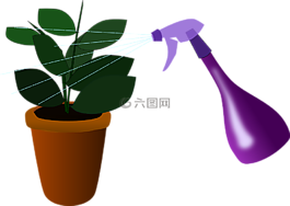 室內植物,植物,澆水