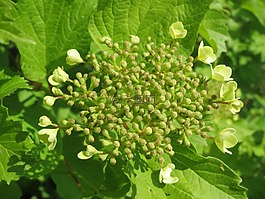 歐洲莢蒾,guelder玫瑰,灌木