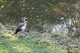 nilgans,alopochen埃及,鸭鸟