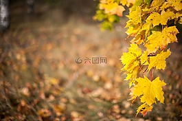 秋季,葉,秋