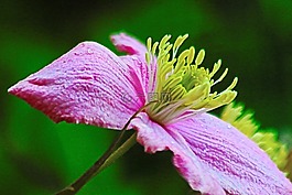 花,粉紅色,雄蕊