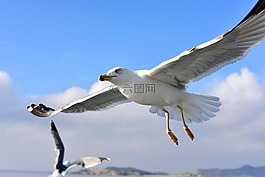 海鸥,鸟类,飞行