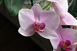 花,0rchideen,開花