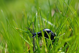 甲蟲,昆蟲,性質