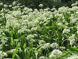葱属 ursinum,葱头,buckrams