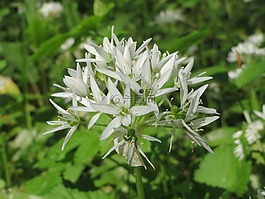 葱属 ursinum,葱头,buckrams