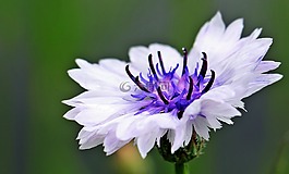矢車菊,野花,白矢車菊