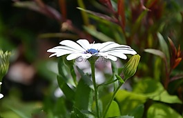 花,白,花瓣