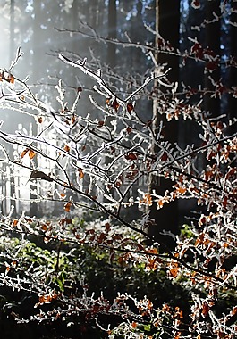 冬天,森林,雪