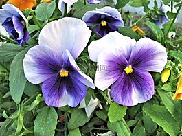 三色堇花,夏天花園,紫色花
