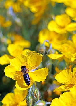 布朗,花,野花
