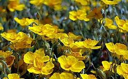 布朗,花,野花