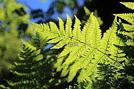 蕨類,綠色,背光