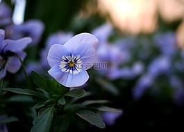 潘茜,鮮花,紫