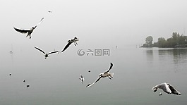 晨霧,黎明,秋