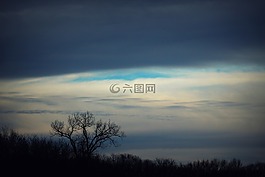 森林,樹,冬天