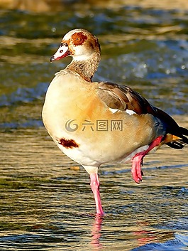 鵝,鳥,水禽