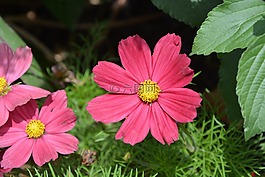 紅花,花了,性質(zhì)