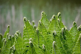 蕨類植物,綠色,蕨