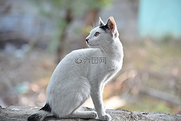 可愛,自然,動(dòng)物