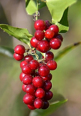 群集,紅色,漿果