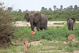 象,野生動(dòng)物園,非洲