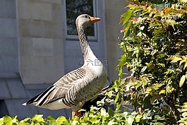 鵝,鳥(niǎo),自然