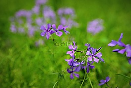鮮花,春,春天的花朵