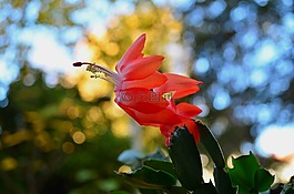 weihnachtskaktus,鮮花,紅色