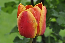 郁金香,花,schnittblume