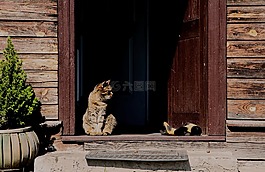 猫,她猫,房子
