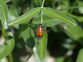 甲壳虫 meloideo,瓢虫,斑蝥 quadripunctata