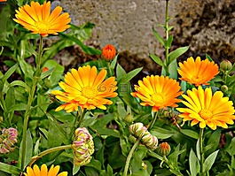 金盞花,鮮花,性質(zhì)