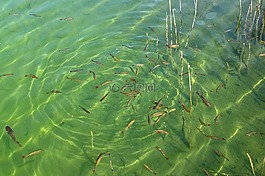 魚群,魚,水