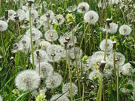 蒲公英教派 ruderalia,蒲公英,野花