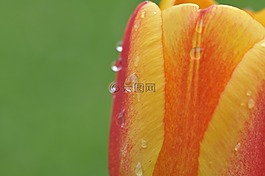 花,郁金香,開花