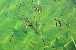 魚群,魚,水