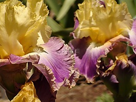鳶尾花,花,花園