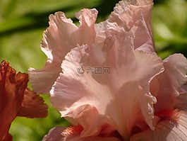 鳶尾花,花瓣,植物