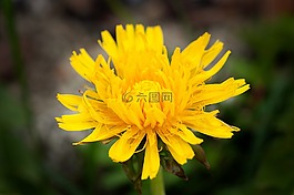 蒲公英,廠,花