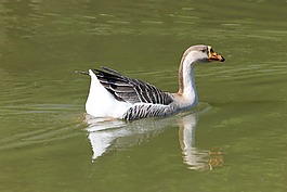 鴨,鳥,性質