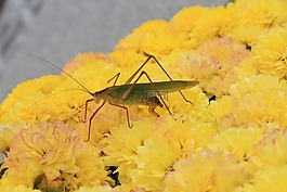 蚱蜢,幼蟲,菊花