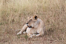 非洲,母獅,野生動物園